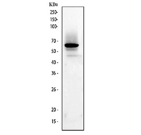 Western blot testing of human ThP-1 cell lysate with anti-CD33 antibody. Predicted molecular weight is 40-67 kDa depending on glycosylation level.