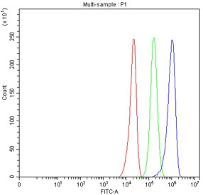 YAP1 Antibody U-251 Cells FACS. Flow cytometry analysis of fixed and permeabilized human U-251 cells using a YAP1 antibody at 1 ug per million cells following blocking with goat sera. YAP1, also known as Yes Associated Protein 1, is a transcriptional coactivator and major Hippo pathway effector involved in regulating cell proliferation and tumor progression. Red histogram: cells alone. Green histogram: isotype control. Blue histogram: YAP1 antibody. The distinct rightward shift of the YAP1 antibody signal relative to the controls demonstrates specific intracellular detection of endogenous YAP1 in U-251 cells and supports the utility of YAP1 Antibody for flow cytometric analysis of Hippo signaling and cancer biology.