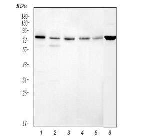 Western blot testing of 1) human U-2 OS, 2) human A549, 3) human HepG2, 4) human HeLa, 5) human Caco-2 and 6) mouse NIH 3T3 cell lysate with Caldesmon antibody. Predicted molecular weight ~93 kDa, can be observed at 70-80 kDa (non muscle tissue) and 120-150 kDa (smooth muscle).
