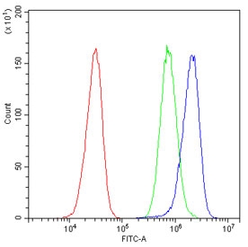 Alpha A Crystallin Antibody Human HepG2 Flow Cytometry. Flow cytometric analysis of human HepG2 cells using Alpha A Crystallin antibody demonstrated a clear rightward shift in fluorescence intensity (blue) compared with the isotype control (green) and unstained cells (red), indicating specific detection of Alpha A Crystallin expression. Alpha A Crystallin (CRYAA) is a small heat shock protein and ATP-independent molecular chaperone that protects cells from protein aggregation, oxidative stress, and apoptosis while maintaining protein homeostasis. HepG2 cells were incubated with Alpha A Crystallin antibody at 1 ug/10^6 cells following goat serum blocking. These results support the utility of Alpha A Crystallin Antibody for flow cytometric studies of molecular chaperone function, protein homeostasis, and cellular stress responses.
