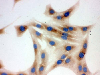 ICC staining of FFPE rat NRK cells with TCP1 delta antibody. 