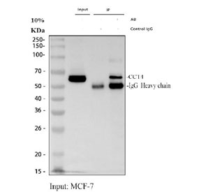 Immunoprecipitation of TCP1 delta protein from 500ug of human MCF7 whole cell lysate with 2ug of TCP1 delta antibody.