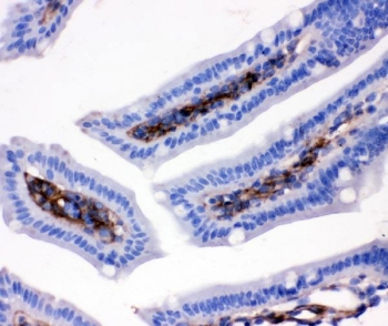 IHC testing of FFPE mouse intestine with Cd9 antibody. HIER: boil tissue sections in pH8 EDTA for 20 min and allow to cool before testing.