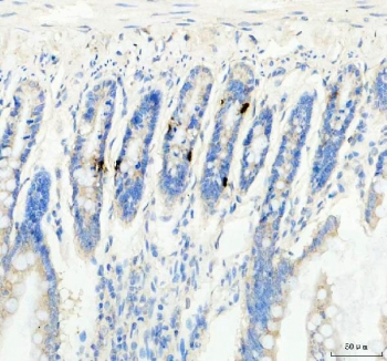IHC staining of FFPE rat colon tissue with Gip antibody. HIER: boil tissue sections in pH8 EDTA for 20 min and allow to cool before testing.