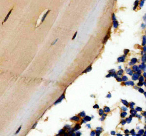 Osteocalcin Antibody Mouse Tibia IHC. IHC staining of FFPE mouse tibia tissue was performed with Osteocalcin Antibody at 2 ug/ml overnight at 4oC. Heat-induced epitope retrieval was performed in pH 8.0 EDTA buffer, followed by HRP-conjugated secondary antibody and DAB detection. Positive Osteocalcin staining is observed along bone-associated cellular regions. This Osteocalcin Antibody demonstrates detection and localization of BGLAP in mouse tibia tissue.