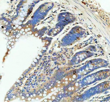 IHC staining of FFPE rat intestine tissue with GIP antibody. HIER: boil tissue sections in pH8 EDTA for 20 min and allow to cool before testing.