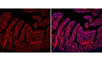Immunofluorescent staining of FFPE rat intestine tissue with HMGB2 antibody (red) and DAPI nuclear stain (blue). HIER: steam section in pH6 citrate buffer for 20 min.
