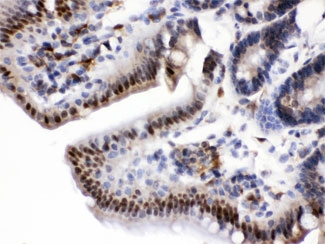 IHC testing of FFPE rat intestine with Visfatin antibody at 1ug/ml. HIER: steam in pH6 citrate buffer and allow to cool prior to staining.