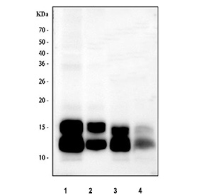 Platelet Factor 4 Antibody Rat and Mouse Tissue WB. Western blot testing of rat spleen, rat lung, mouse spleen and mouse lung tissue lysates with Platelet Factor 4 Antibody at 0.5 ug/ml. Lane 1: rat spleen; Lane 2: rat lung; Lane 3: mouse spleen; Lane 4: mouse lung. PF4 was detected within the expected molecular weight range, with bands corresponding to monomeric and oligomeric forms of Platelet Factor 4. PF4 has a predicted monomeric size of approximately 8 kDa and can form higher molecular weight dimers and tetramers. Platelet Factor 4 Antibody / Platelet Alpha Granule Protein Antibody supports studies of platelet alpha granules, platelet activation and chemokine signaling pathways.