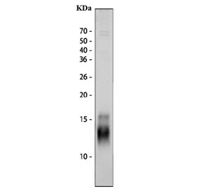 Western blot testing of mouse spleen tissue lysate with Pf4 antibody. Expected molecular weight: ~8/16/32 kDa (monomer/dimer/tetramer).