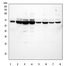 Western blot testing of 1) human U937, 2) human RT4, 3) human Jurkat, 4) human K562, 5) rat spleen, 6) rat thymus, 7) mouse spleen and 8) mouse thymus tissue lysate with AIRE antibody. Predicted molecular weight ~58 kDa.