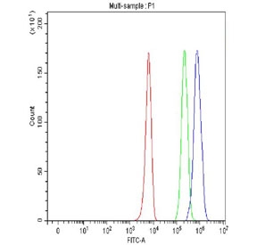Flow cytometry testing of fixed and permeabilized human K562 cells with AIRE antibody at 1ug/million cells (blocked with goat sera); Red=cells alone, Green=isotype control, Blue= AIRE antibody.