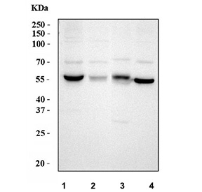 Western blot testing of 1) human K562, 2) human 293T, 3) monkey kidney and 4) human A549 cell lysate with ALDH1A2 antibody. Predicted molecular weight ~56 kDa.
