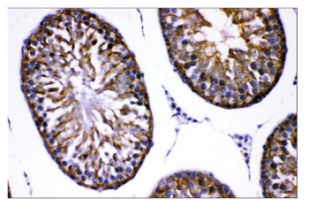 IHC staining of FFPE rat testis tissue with AMHR2 antibody. HIER: boil tissue sections in pH8 EDTA for 20 min and allow to cool before testing.