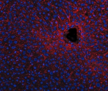 Apolipoprotein E Antibody Mouse Liver IF. Immunofluorescent staining of FFPE mouse liver tissue with Apolipoprotein E antibody (red). Heat-induced epitope retrieval (HIER) was performed by steaming sections in pH 8 EDTA buffer for 20 minutes prior to staining. Nuclei are counterstained with DAPI (blue). Apolipoprotein E immunoreactivity is observed predominantly within the cytoplasm of hepatocytes and along hepatic sinusoidal structures, consistent with the expected localization of this lipid transport protein involved in cholesterol homeostasis and lipoprotein metabolism.