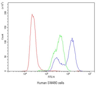 Flow cytometry testing of human SW480 cells with CA2 antibody at 1ug/10^6 cells (blocked with goat sera); Red=cells alone, Green=isotype control, Blue= CA2 antibody.