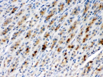 IHC testing of FFPE rat gastric tissue with TCP1 beta antibody at 1ug/ml. HIER: steam in pH6 citrate buffer and allow to cool prior to staining.