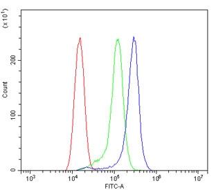 Flow cytometry testing of rat RH35 cells with ACVR2A antibody at 1ug/million cells (blocked with goat sera); Red=cells alone, Green=isotype control, Blue= ACVR2A antibody.