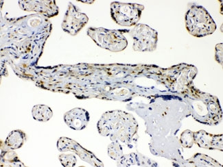 AKR1B1 Antibody Placenta IHC. Immunohistochemistry testing of FFPE human placenta with AKR1B1 antibody at 1ug/ml. HIER: steam sections in pH6 citrate buffer for 20 min.