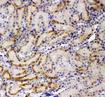 IHC staining of FFPE rat kidney with GP78 antibody. HIER: boil tissue sections in pH6, 10mM citrate buffer, for 20 min and allow to cool before testing.