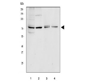 Western blot testing of 1) human HepG2, 2) human HeLa, 3) human Daudi and 4) rat kidney lysate with GP78 antibody at 0.5ug/ml. Expected molecular weight 73-78 kDa.