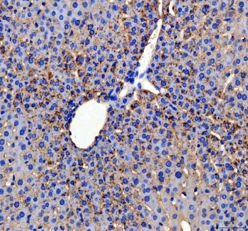 IHC staining of FFPE mouse liver tissue with APOC3 antibody. HIER: boil tissue sections in pH8 EDTA for 20 min and allow to cool before testing.