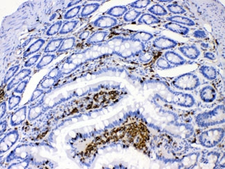 IHC testing of FFPE rat intestine with DHODH antibody at 1ug/ml. HIER: steam section in pH6 citrate buffer for 20 min.