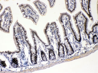 E2F4 Antibody Mouse Intestine IHC. Immunohistochemistry testing of FFPE mouse intestine with E2F4 antibody at 1ug/ml. HIER: steam section in pH6 citrate buffer for 20 min.