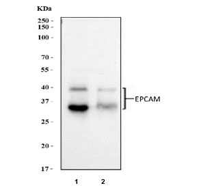 EpCAM Antibody WB. Western blot testing of human 1) Caco-2 and 2) MCF7 cell lysate with EpCAM antibody at 0.5ug/ml. Expected molecular weight: 35/40-42 kDa.