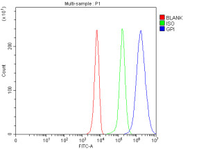 GPI Antibody K562 Cell FACS. Flow cytometry was performed on fixed and permeabilized human K562 cells using GPI Antibody at 1 ug/1Ã10^6 cells. Cells were incubated with a DyLight 488-conjugated goat anti-rabbit IgG secondary antibody. Red: unstained cells; green: rabbit IgG isotype control; blue: GPI Antibody. A clear rightward shift of the GPI-stained population relative to the isotype control demonstrates specific intracellular detection of endogenous GPI expression in K562 cells. These results demonstrate that this Phosphoglucose Isomerase Antibody is suitable for flow cytometric analysis of intracellular GPI following fixation and permeabilization.