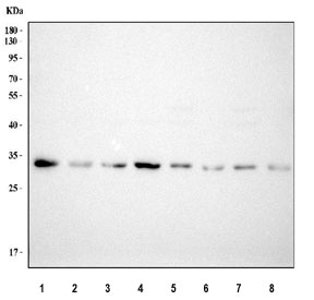 Western blot testing of 1) human MCF7, 2) human PC-3, 3) human HepG2, 4) human Jurkat, 5) rat brain, 6) rat liver, 7) mouse brain and 8) mouse liver tissue lysate with PSMA1 antibody. Predicted molecular weight ~30 kDa.