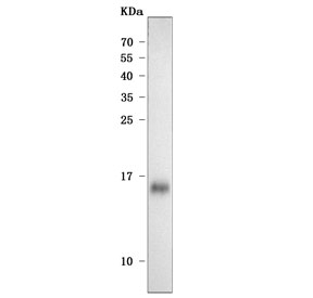Western blot testing of human HCCT cell lysate with Angiogenin antibody. Predicted molecular weight ~17 kDa.