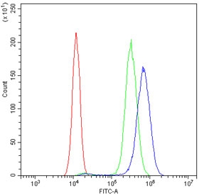 Flow cytometry testing of human SiHa cells with Cytokeratin 14 antibody at 1ug/10^6 cells (blocked with goat sera); Red=cells alone, Green=isotype control, Blue= Cytokeratin 14 antibody.