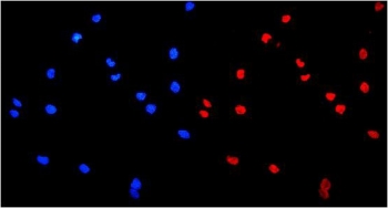 Immunofluorescent staining of FFPE human U-2 OS cells with hnRNP A1 antibody (red) and DAPI nuclear stain (blue). HIER: steam section in pH6 citrate buffer for 20 min.