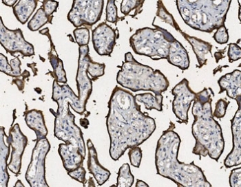 PLAP Antibody Placenta IHC. Immunohistochemistry analysis of FFPE human placenta tissue stained with PLAP Antibody demonstrates strong circumferential membranous HRP-DAB brown staining outlining trophoblast-lined chorionic villi. The staining pattern is consistent with expression of placental alkaline phosphatase / ALPP in syncytiotrophoblast-associated epithelial compartments and highlights the characteristic membrane localization of this germ cell tumor-associated differentiation marker. HIER: steam section in pH8 EDTA buffer for 20 min.
