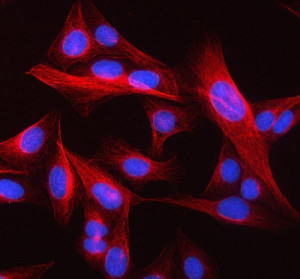 TUBB Antibody Human Osteosarcoma Cell IF. Immunofluorescent staining of human U2OS cells was performed with TUBB Antibody at 5 ug/ml overnight at 4oC. Enzyme antigen retrieval was performed for 15 minutes, followed by Cy3-conjugated secondary antibody (red) and DAPI nuclear counterstain (blue). Strong beta tubulin staining highlights the cytoplasmic microtubule network throughout the cells. This TUBB Antibody demonstrates localization of beta tubulin and microtubule organization in human osteosarcoma cells.