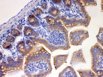 IHC testing of FFPE mouse intestine tissue with EBP1 antibody at 1ug/ml. HIER: steam section in pH6 citrate buffer for 20 min.