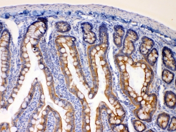 IHC testing of FFPE rat intestine tissue with EBP1 antibody at 1ug/ml. HIER: steam section in pH6 citrate buffer for 20 min.