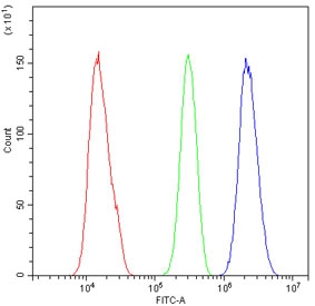 Flow cytometry testing of fixed and permeabilized human SiHa cells with AFF4 antibody at 1ug/10^6 cells (blocked with goat sera); Red=cells alone, Green=isotype control, Blue= AFF4 antibody.