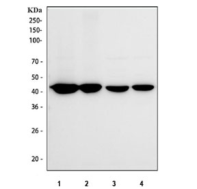 Western blot testing of human 1) HEL, 2) RT4, 3) SiHa and 4) K562 cell lysate with VASP antibody. Expected molecular weight:  ~40/46-50 kDa (unmodified/phosphorylated).