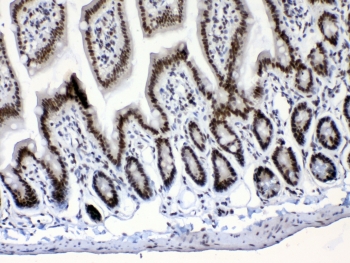 IHC testing of FFPE mouse intestine tissue with Musashi antibody at 1ug/ml. Required HIER: steam section in pH6 citrate buffer for 20 min and allow to cool prior to testing.