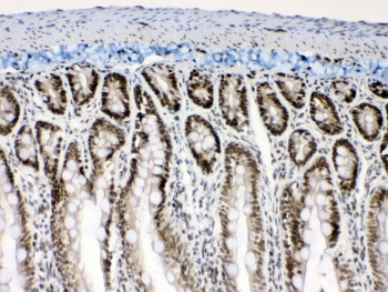 IHC testing of FFPE rat intestine tissue with Musashi antibody at 1ug/ml. Required HIER: steam section in pH6 citrate buffer for 20 min and allow to cool prior to testing.