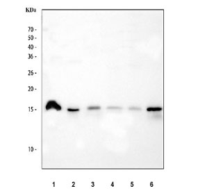 Western blot testing of 1) human T-47D, 2) human A549, 3) rat stomach, 4) rat small intestine, 5) mouse stomach and 6) mouse small intestine tissue lysate with AGR2 antibody at 0.5ug/ml. Expected molecular weight: 17-20 kDa.