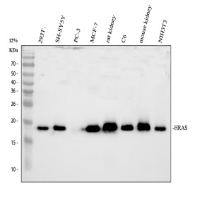 HRAS Antibody in Human, Rat and Mouse Samples WB. Western blot testing of HRAS Antibody / HRas Proto-Oncogene GTPase Antibody using lysates from 1) human 293T cells, 2) human SH-SY5Y neuroblastoma cells, 3) human PC-3 prostate cancer cells, 4) human MCF-7 breast cancer cells, 5) rat kidney, 6) rat C6 glioma cells, 7) mouse kidney and 8) mouse NIH3T3 cells. The antibody was used at 0.5 ug/ml overnight at 4oC, followed by goat anti-rabbit IgG-HRP at 1:5000 and ECL detection. A specific band is detected at approximately 18 kDa, consistent with the expected 18-21 kDa range for HRAS. This HRAS Antibody demonstrates detection of HRas proto-oncogene GTPase in human, rat and mouse samples.