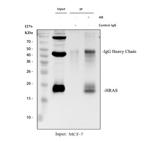 HRAS Antibody Immunoprecipitation from Human MCF-7 Breast Cancer Cells IP. Immunoprecipitation of HRAS from human MCF-7 breast cancer whole cell lysate was performed using HRAS Antibody / HRas Proto-Oncogene GTPase Antibody. Lane 1 contains 30 ug of MCF-7 whole cell lysate, lane 2 is the rabbit IgG control and lane 3 contains HRAS immunoprecipitated from 500 ug of MCF-7 lysate using 2 ug of antibody. Western blot detection was performed with the antibody at 0.5 ug/ml followed by goat anti-rabbit IgG-HRP and ECL detection. A specific HRAS band is detected at approximately 18 kDa, consistent with the expected 18-21 kDa range. This HRAS Antibody demonstrates immunoprecipitation of HRas proto-oncogene GTPase from human breast cancer cells.