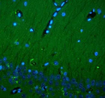 Immunofluorescent staining of FFPE rat brain tissue with CD90 antibody (green) and DAPI nuclear stain (blue). Required HIER: steam section in pH8 EDTA for 20 min and allow to cool prior to testing.