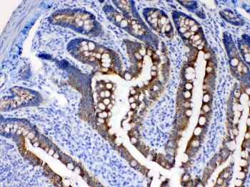 Cytokeratin 8 Antibody Rat Intestine IHC. Immunohistochemical staining of FFPE rat intestine tissue using Cytokeratin 8 Antibody at 1 Âµg/ml demonstrates strong membranous and cytoplasmic HRP-DAB brown staining within intestinal epithelial cells lining glandular and mucosal structures. The staining pattern is consistent with expression of Cytokeratin 8 (CK8/KRT8), a type II intermediate filament protein widely expressed in simple epithelial tissues where it contributes to cytoskeletal organization and epithelial integrity. Cytokeratin 8 immunoreactivity highlights intestinal epithelial architecture and cellular organization while surrounding stromal elements exhibit minimal staining. Required HIER: steam tissue sections in pH 6 citrate buffer for 20 minutes and allow to cool prior to testing.