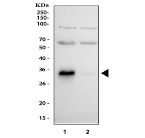Western blot testing of human 1) HepG2 and 2) A549 cell lysate with IGFBP1 antibody at 0.5ug/ml. Expected molecular weight: 28-35 kDa.