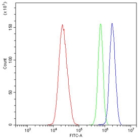 Flow cytometry testing of human U-2 OS cells with Annexin VIII antibody at 1ug/10^6 cells (blocked with goat sera); Red=cells alone, Green=isotype control, Blue= Annexin VIII antibody.