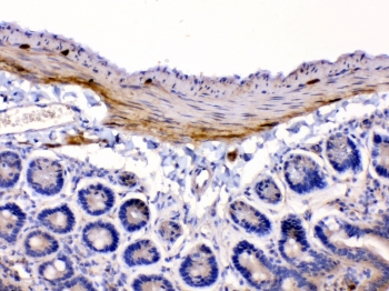 IHC testing of FFPE mouse intestine tissue with CHRNA5 antibody at 1ug/ml. Required HIER: steam section in pH6 citrate buffer for 20 min and allow to cool prior to testing.